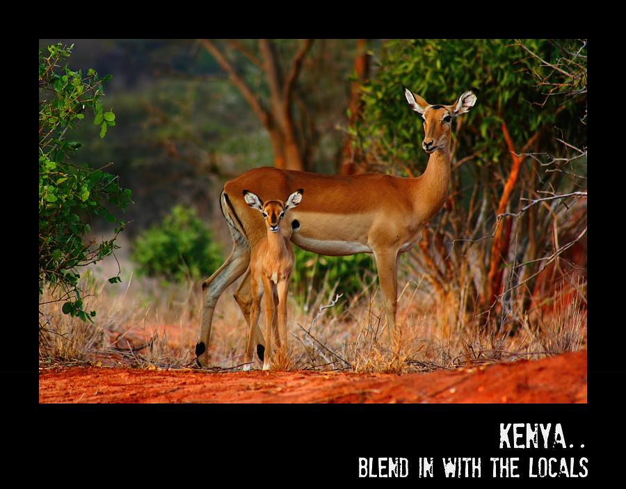 Impala Travel Poster Photograph by Amanda Stadther