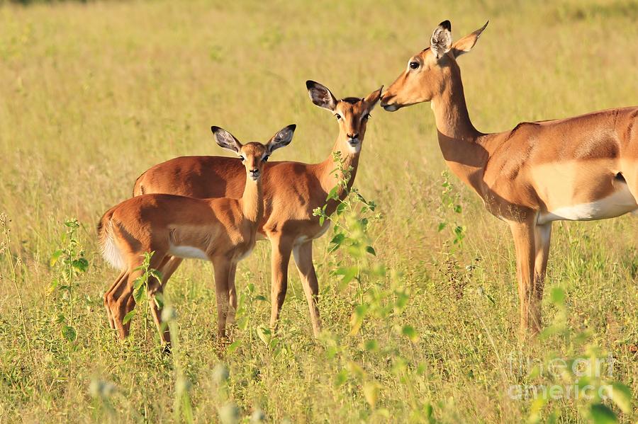 Wildlife Photograph - Impala Whispers of Love by Andries Alberts