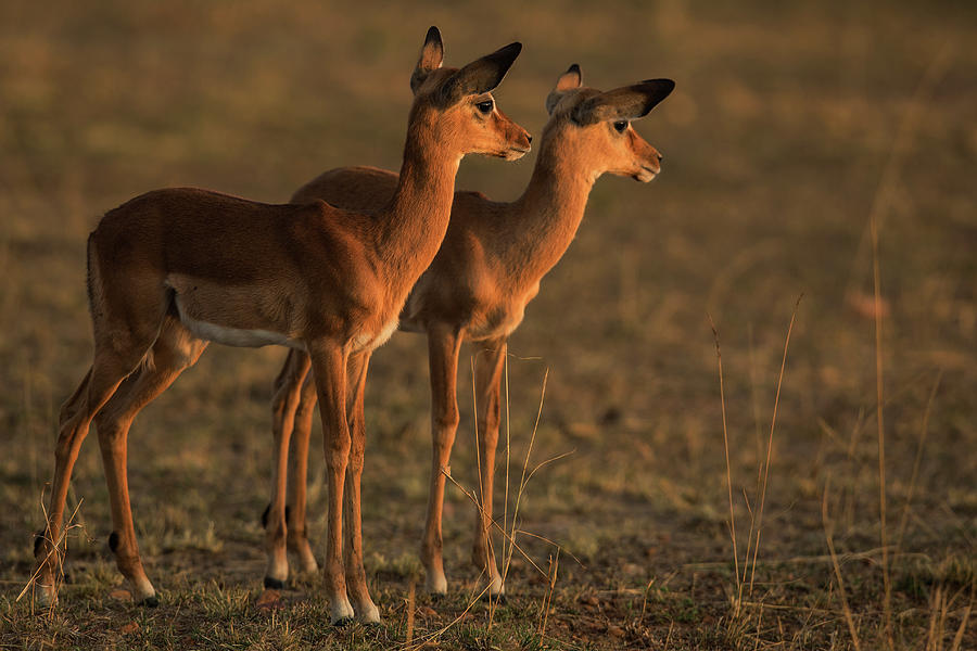Impala Youngsters Photograph by Manoj Shah