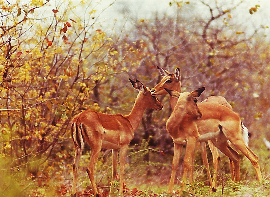 Impalas Photograph by Hartmut Jager