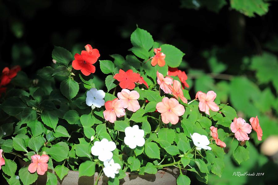 Impatiens Photograph by PJQandFriends Photography