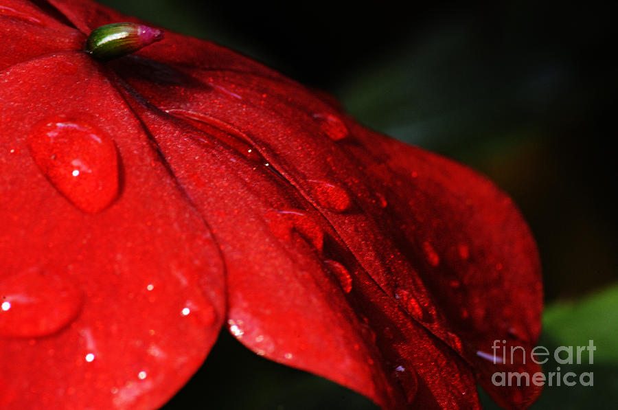 Nature Photograph - Impatiens With Water Drops by Larry Ricker
