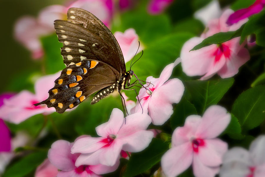 Impatient Swallowtail Photograph by Bill Wakeley
