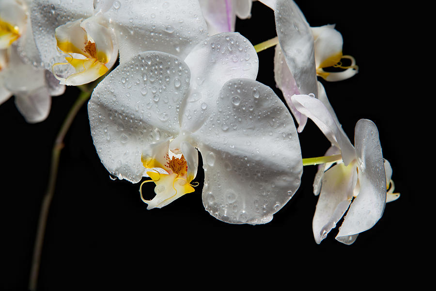 Orchid Photograph - Impeccable Orchid by David Kittrell