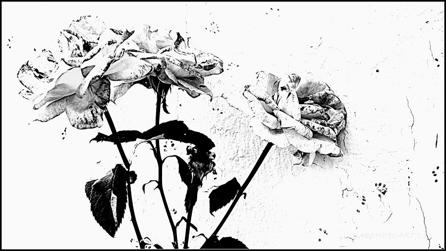 Imperfect Roses12 Filtered BW Photograph by Kathy Barney