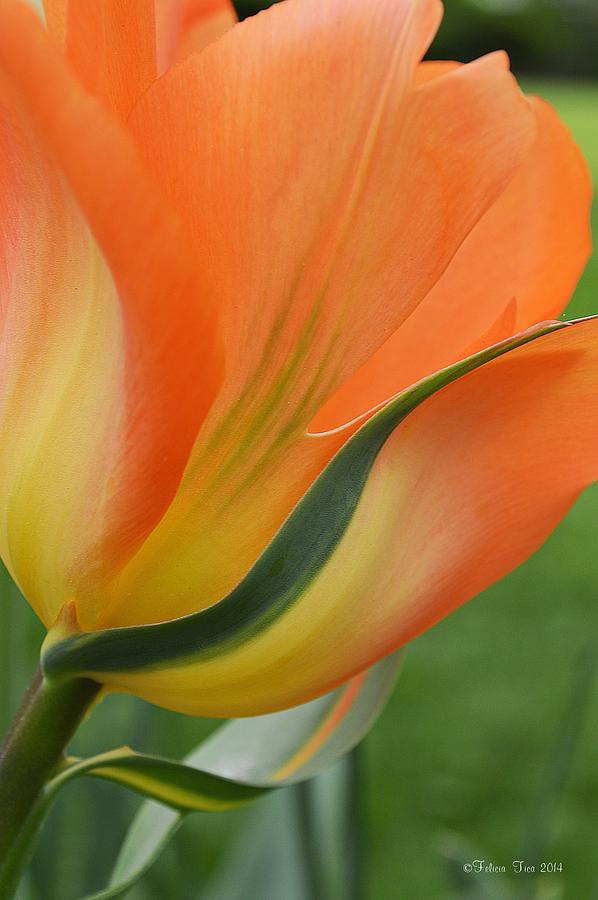 Tulip Photograph - Imperfect beauty by Felicia Tica