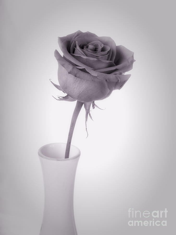 Imperfect Rose Photograph by Paul Sisco - Fine Art America