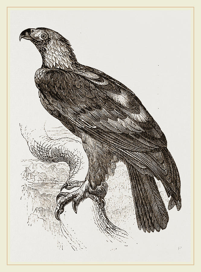 Imperial Eagle Drawing by Litz Collection | Fine Art America