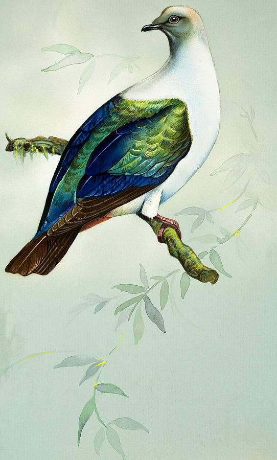 Bird Painting - Imperial Fruit Pigeon by Bert Illoss