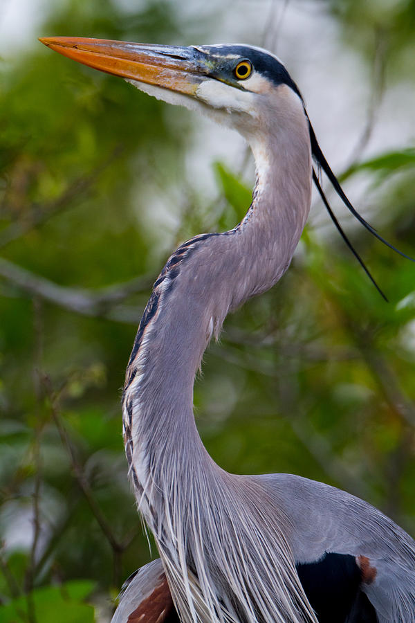 Imperial Great Blue Heron Photograph by Andres Leon