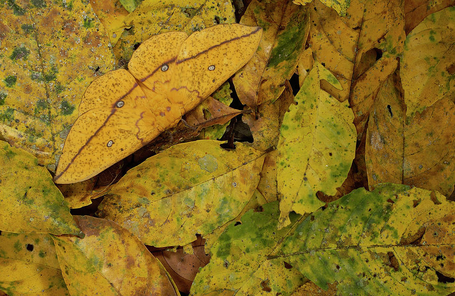 Insects Photograph - Imperial Moth Camouflaged in Leaf Litter by Pete Oxford