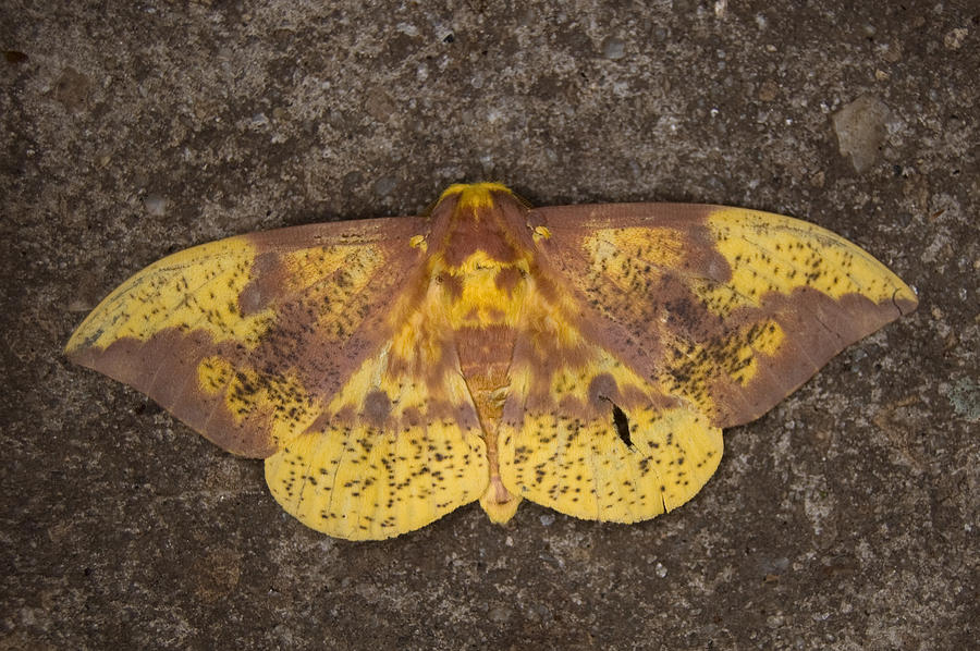 Imperial Moth Photograph by Richard Leighton - Pixels