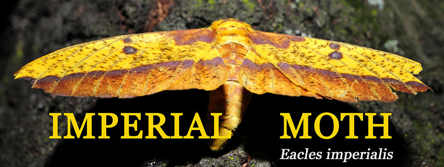Imperial Moth with text Photograph by David Lee Thompson