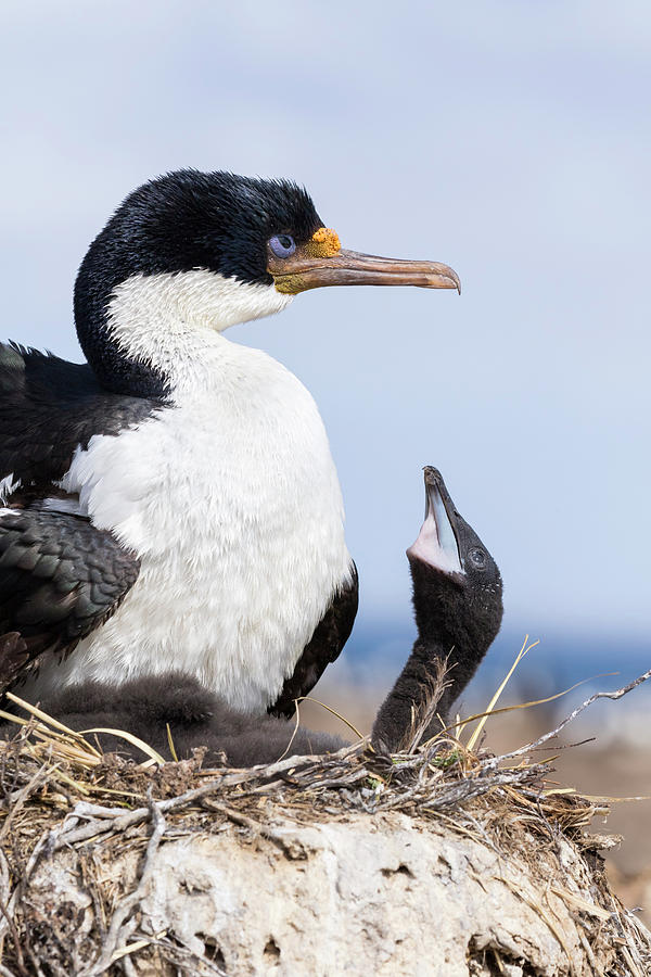 Imperial Shag Also Called King Shag Photograph by Martin Zwick - Fine ...