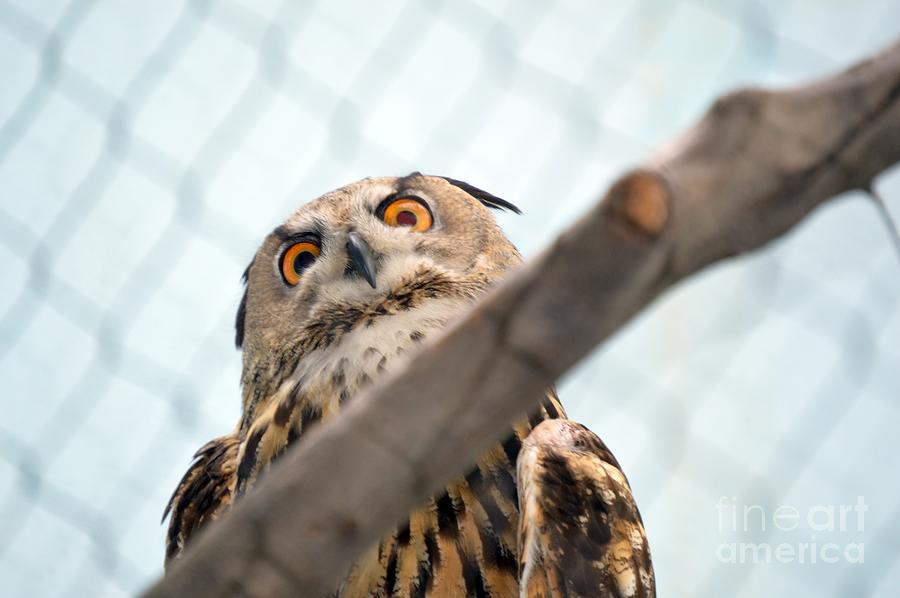 Imperious Owl Photograph by Lynellen Nielsen