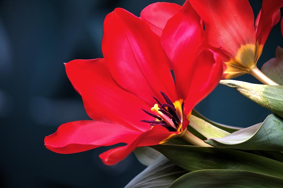 Impetuous Tulip Photograph by Carol Montoya