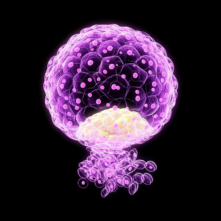 Implanted Blastocyst Photograph By Scieproscience Photo Library Pixels