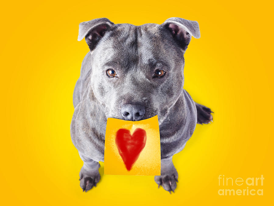 Animal Photograph - Imploring staffie with a sticky note on his mouth by Jorgo Photography