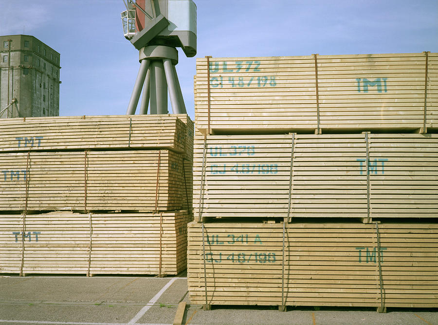 Imported Timber Photograph by Robert Brook/science Photo Library