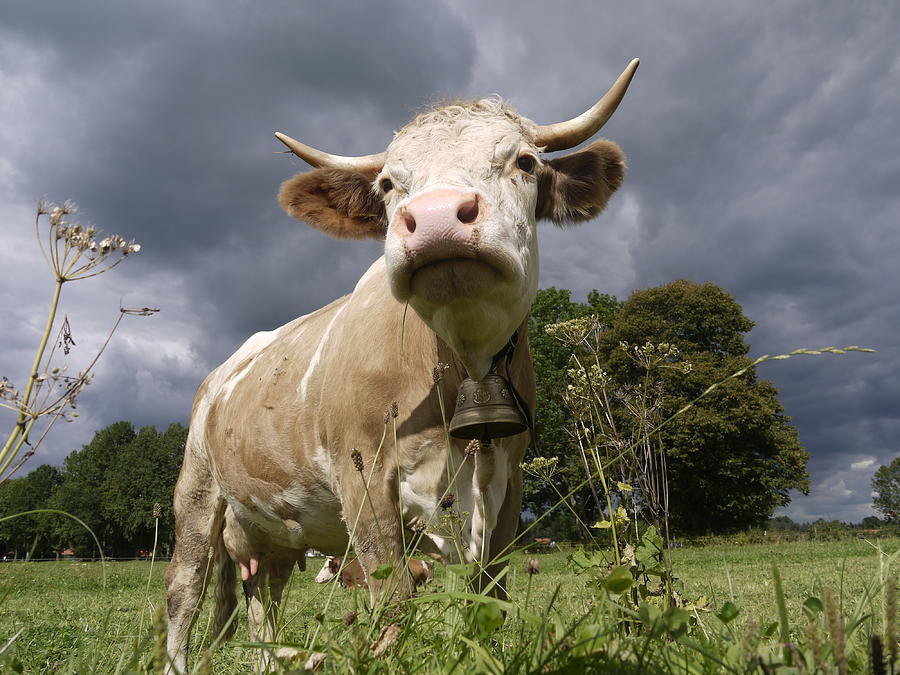 Imposing Cow In The Field Against Dark Photograph by Fresh, Amazing Pictures Make People Look!