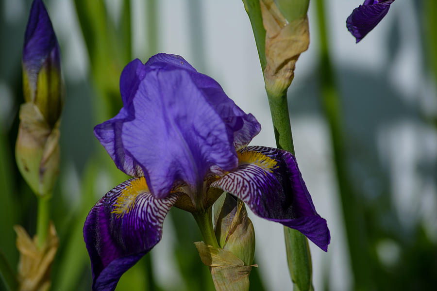 Impossible Imagined Iris Photograph by Tikvahs Hope