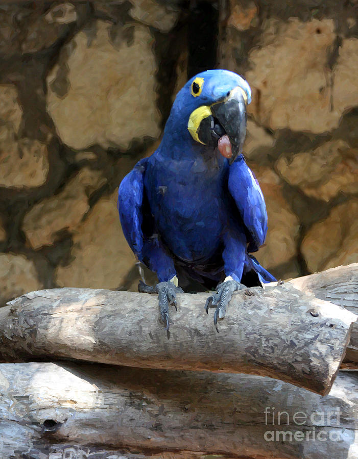 Blue Macaw Photograph by Doc Braham
