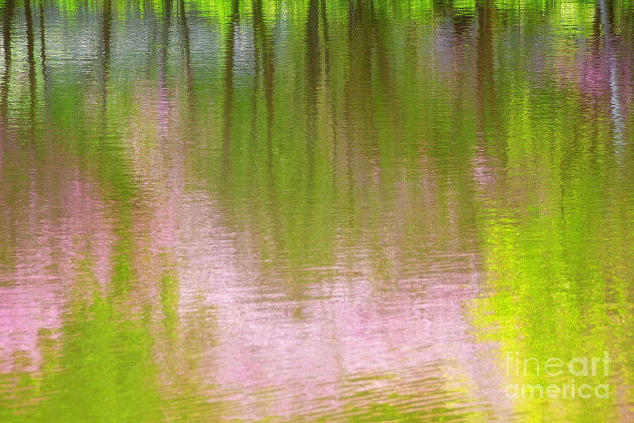 Impression of Pink and Green Photograph by Charline Xia