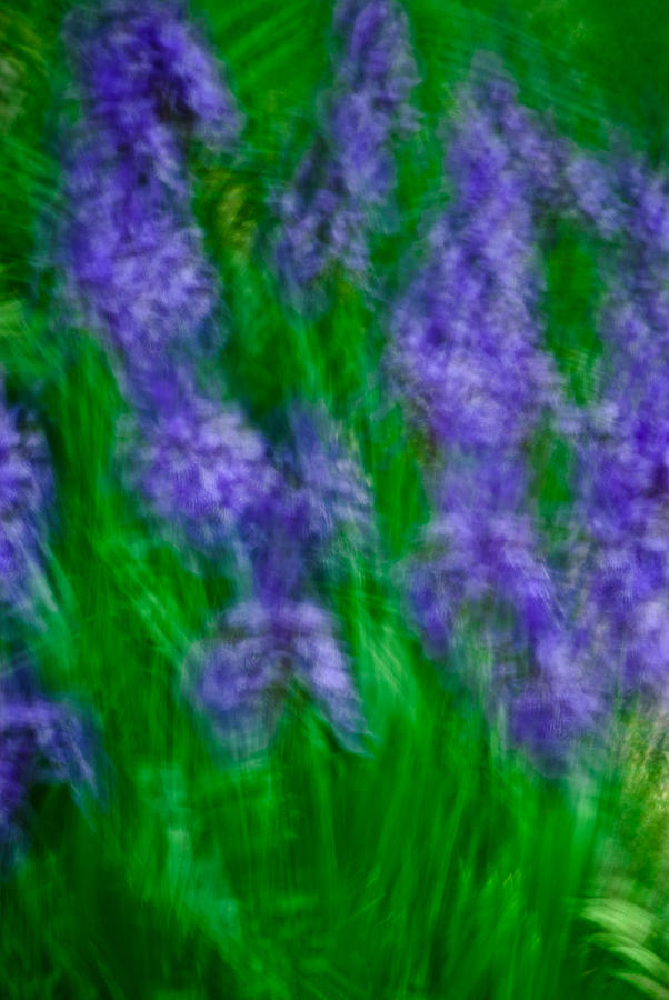 Impression of Siberian Irises Photograph by Onyonet Photo studios