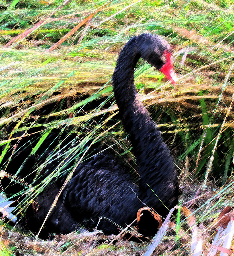 Impressionism Photograph - Impression of the Black Swan by Lenore Senior