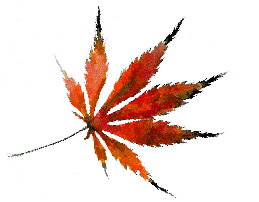Impressionist Japanese Maple Leaf Photograph by Kathy Clark