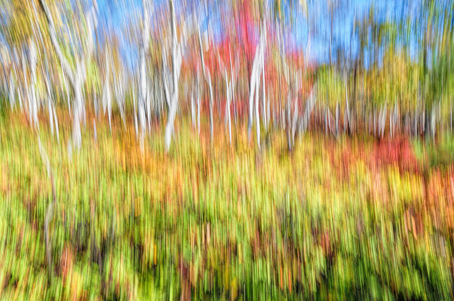 Impressionistic Birch Grove Photograph