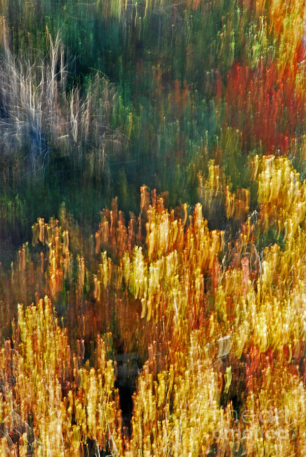 Impressionists Autumn Photograph