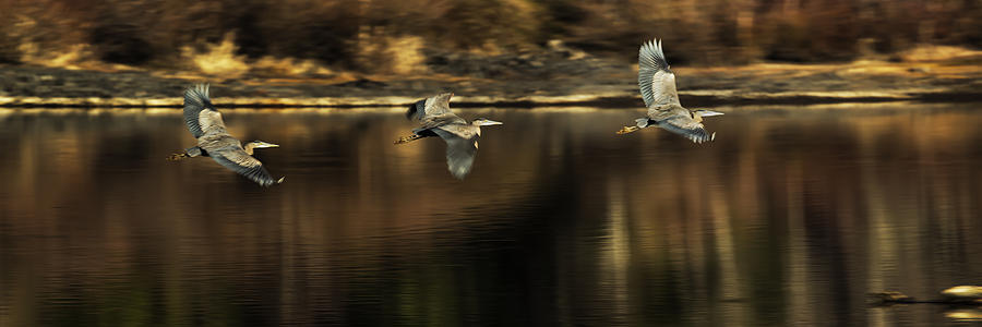Impressions of a Herons Flight Photograph by Belinda Greb