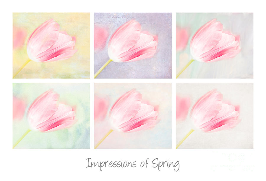 Impressions of Spring Photograph by Marilyn Cornwell