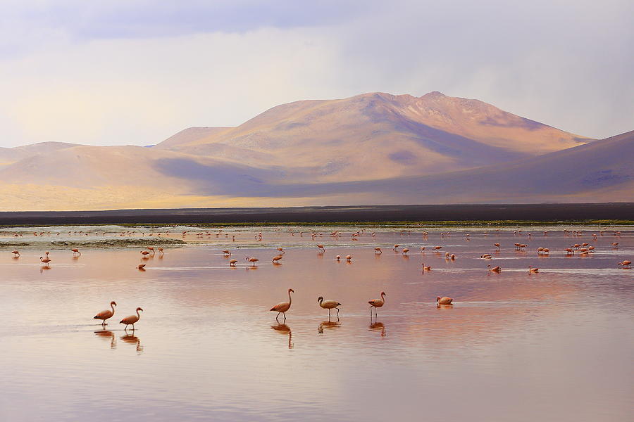 Impressive Laguna colorada - Red lake reflection, Andean Flamingos birds and Idyllic Altiplano Atacama Desert, Volcanic landscape panorama – Potosi region, Bolivian Andes, Bolívia Photograph by Agustavop