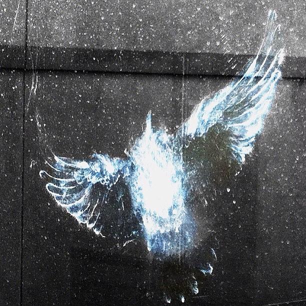 Imprint On Glass From A Pigeon Flying Photograph by John Wagner