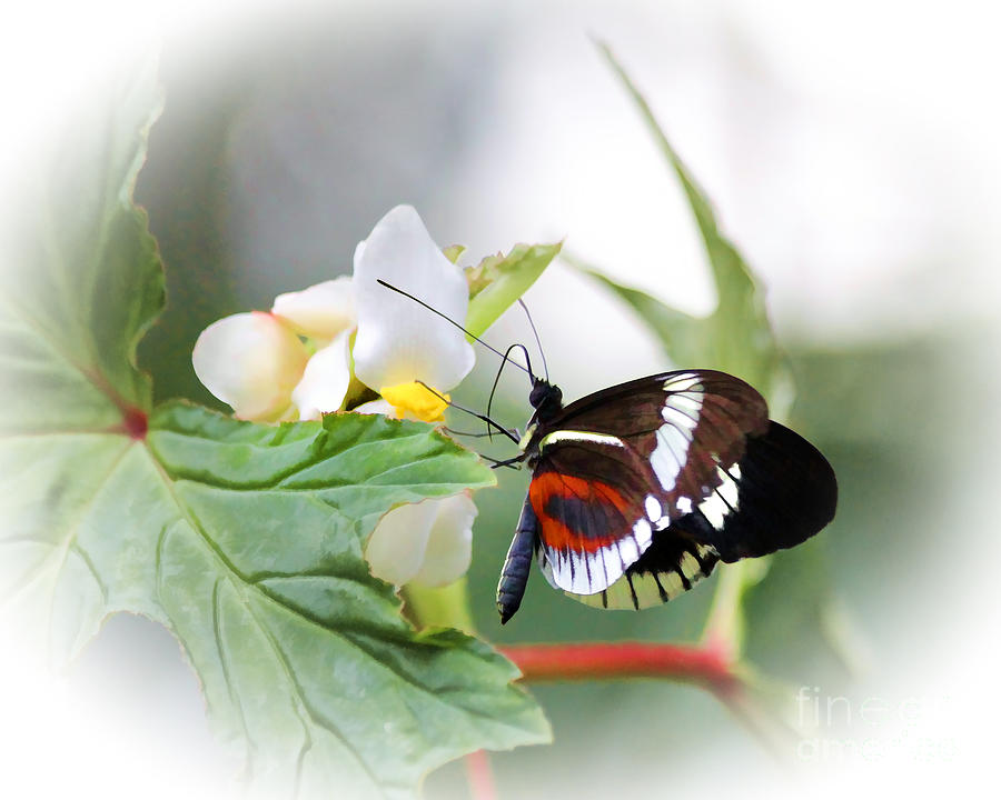 Butterfly Photograph - In a Butterflies World by TN Fairey