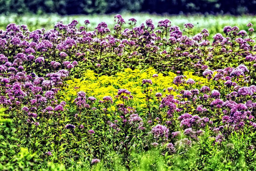 In A Cape Cod Meadow - Joe Pye Weed And Goldenrod Photograph by Constantine Gregory