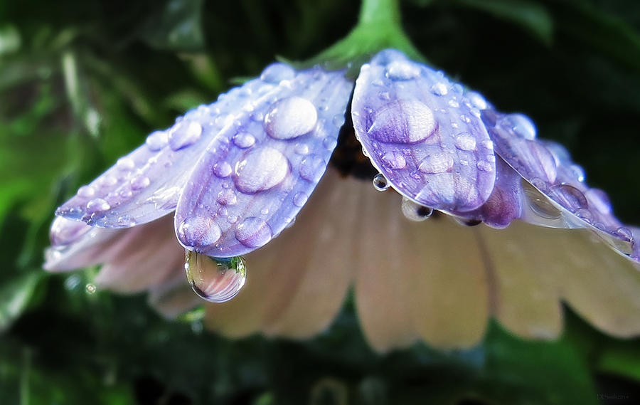 Daisy Photograph - In a Drop of Rain by Deborah Smith