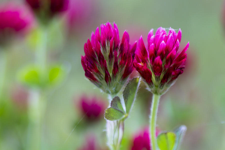 In a Field of Crimson Clover Photograph by Sonya Lang