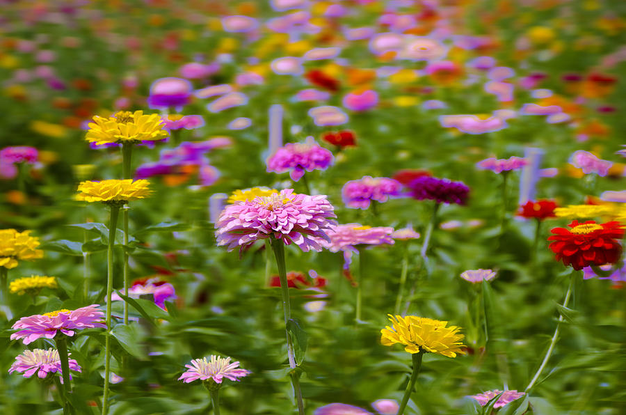In a Field of Flowers Photograph by Bill Cannon