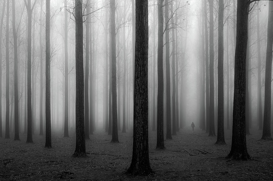 Tree Photograph - In A Fog by Jochen Bongaerts