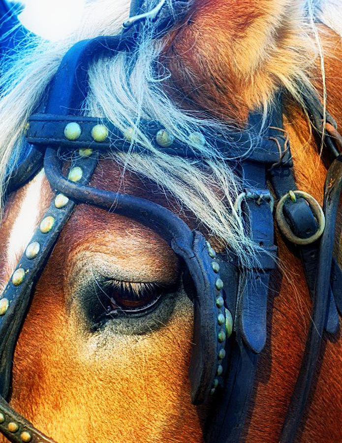 Nature Photograph - In a Horses Eye by Howard Kahn