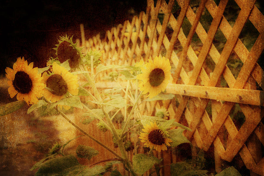 Sunflowers and Lattice Photograph by Toni Hopper