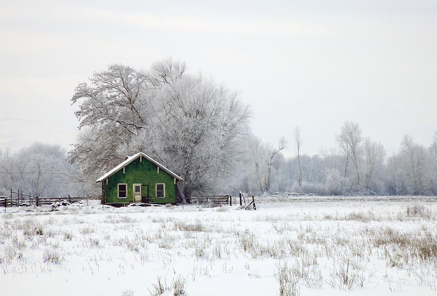 Winter Photograph - In a Sea of White by Michael Dawson