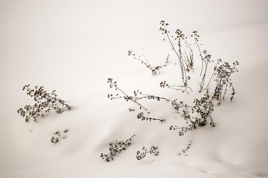 In a Snow Drift Photograph by Robert Mitchell