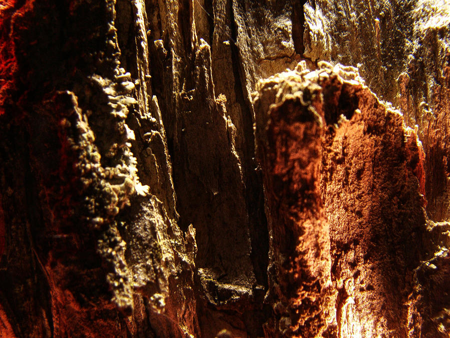 In a Tree - Macro of Tree Bark - Natural Lighting Digital Art by David Blank