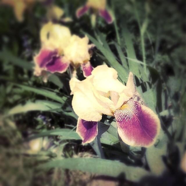 Iris Photograph - in A Way, Nobody Sees A Flower by Jan Pan Iris Photograph - in A Way, Nobody Sees A Flower by Jan Pan
