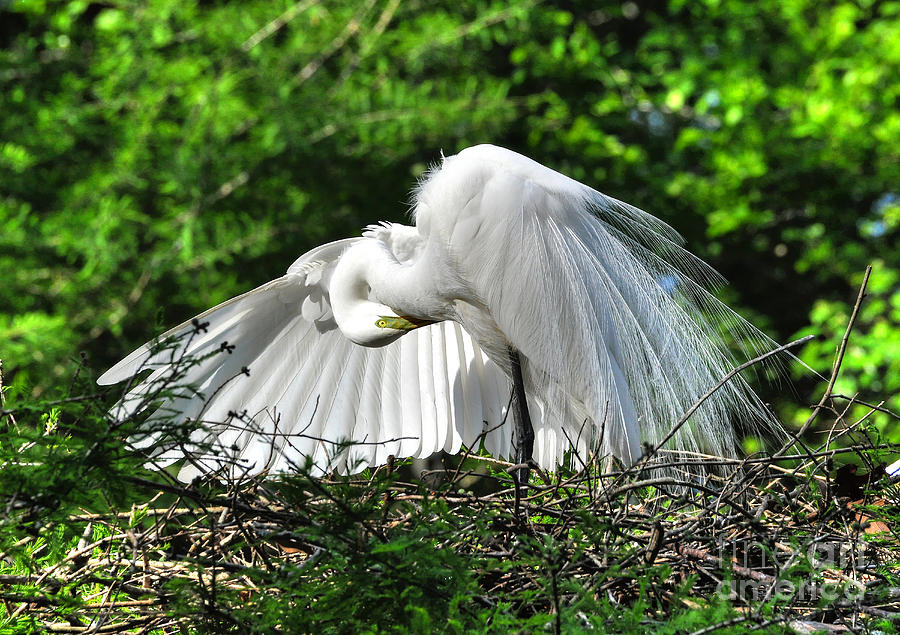 Egret Photograph - In All His Glory by Kathy Baccari