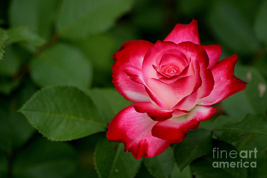 Rose Photograph - In All Its Beauty by Living Color Photography Lorraine Lynch